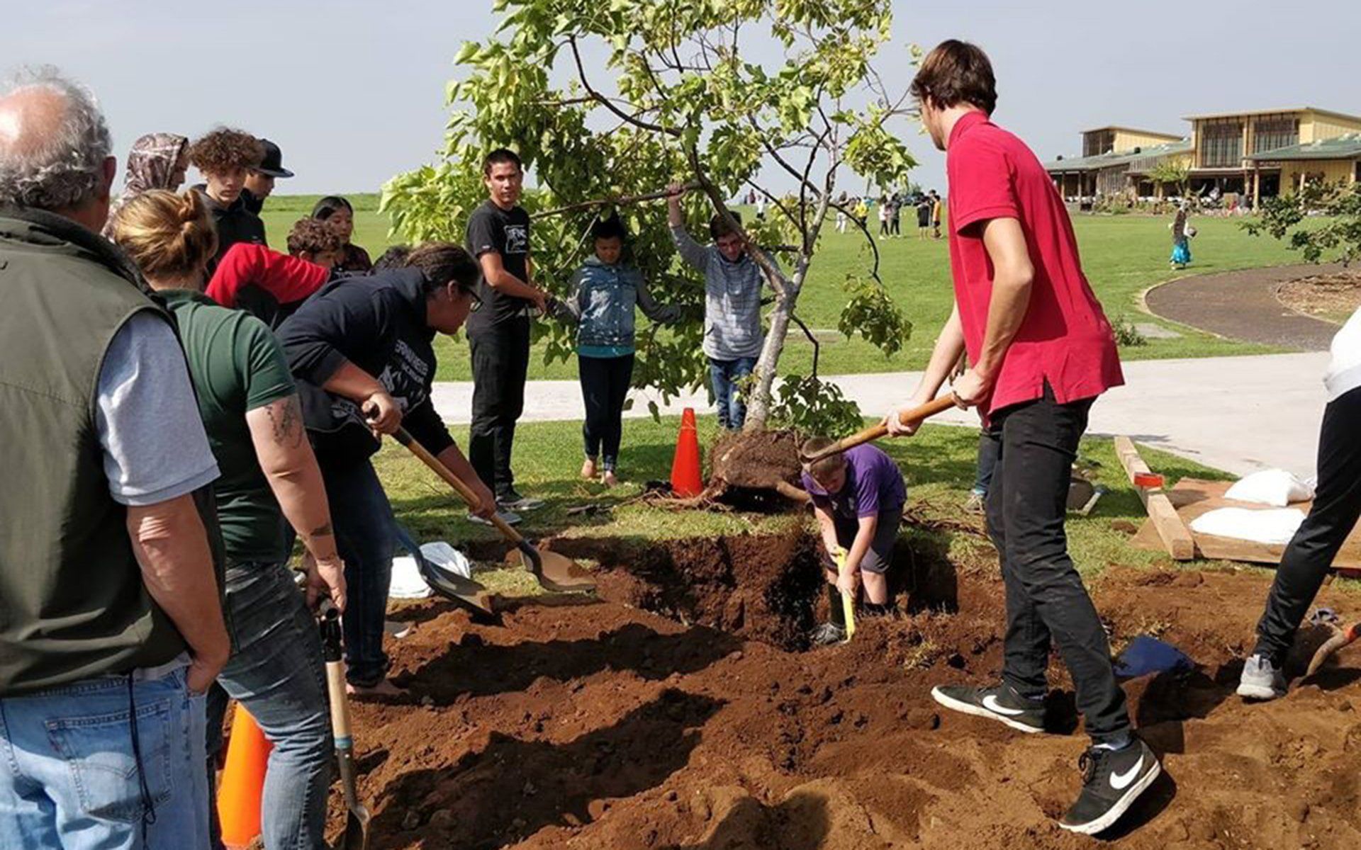 Tree planting