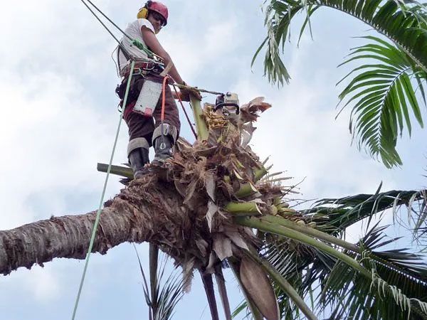 A man is standing on top of a palm tree