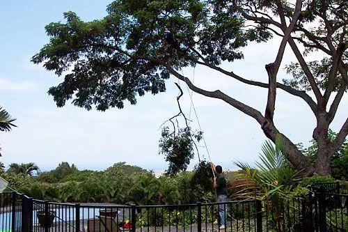 A man is climbing a tree with a ladder