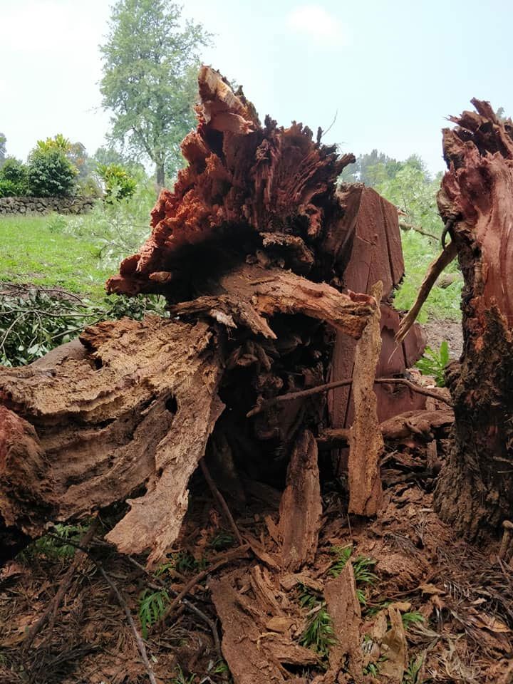 A large tree stump is sitting in the middle of a field.