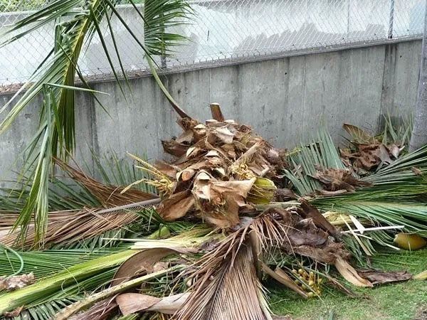 A pile of palm leaves is laying on the ground in front of a chain link fence.