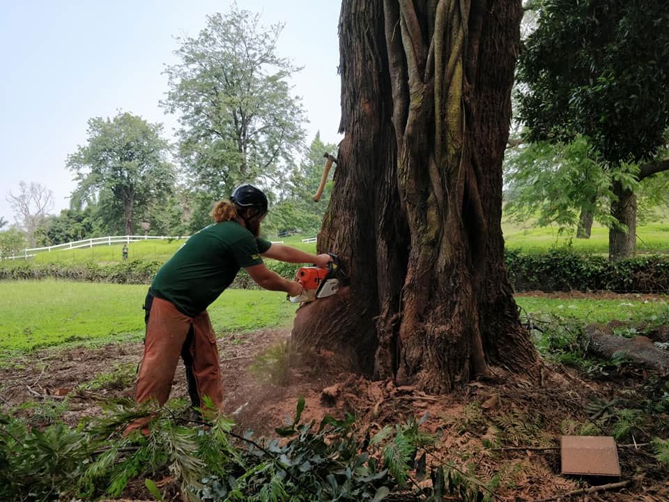 A man is cutting a tree with a chainsaw in a park.