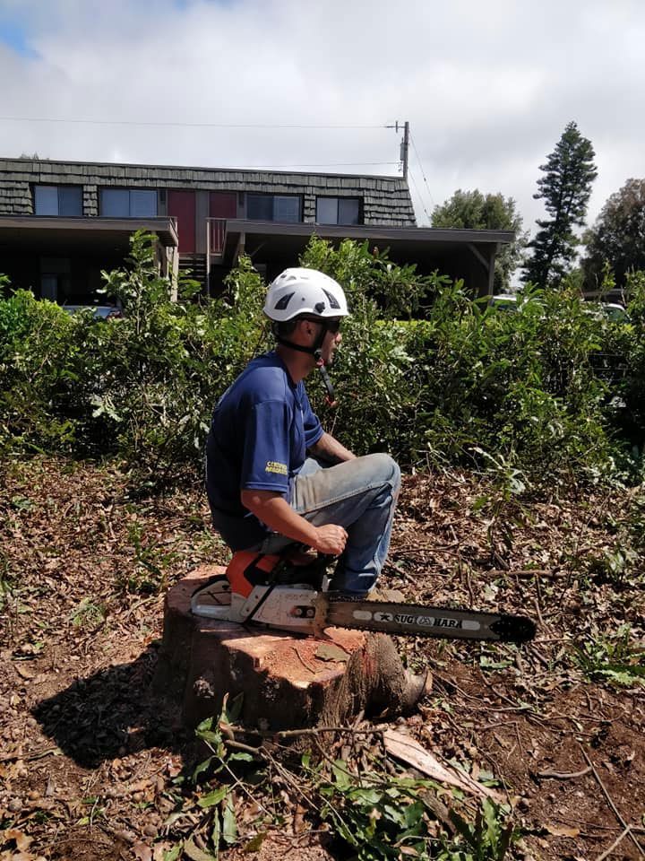 A man is sitting on a tree stump with a chainsaw.