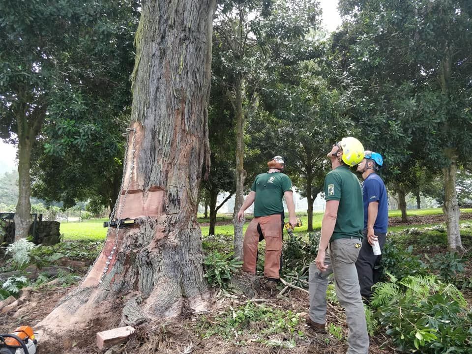 A group of men are standing around a large tree.