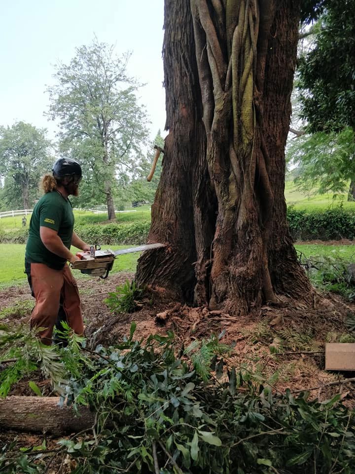 A man is cutting a tree with a chainsaw.