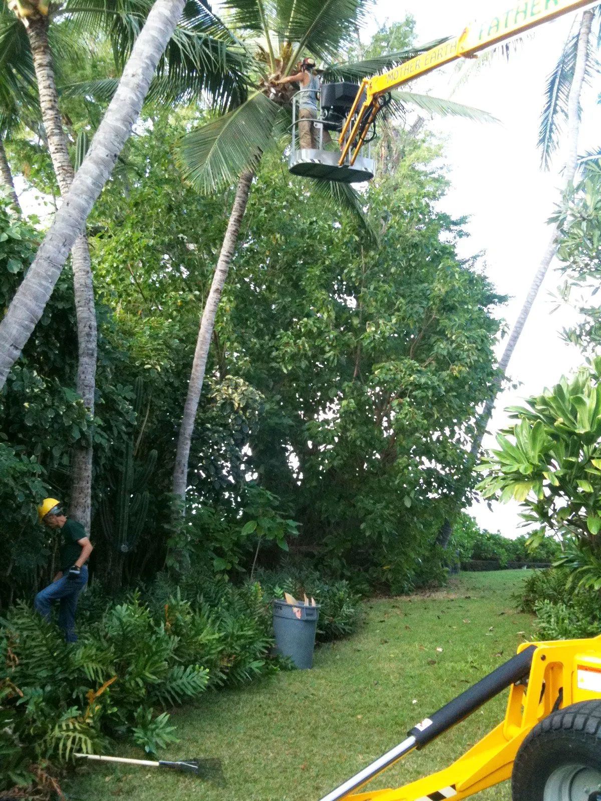 A man is cutting a palm tree with a crane.