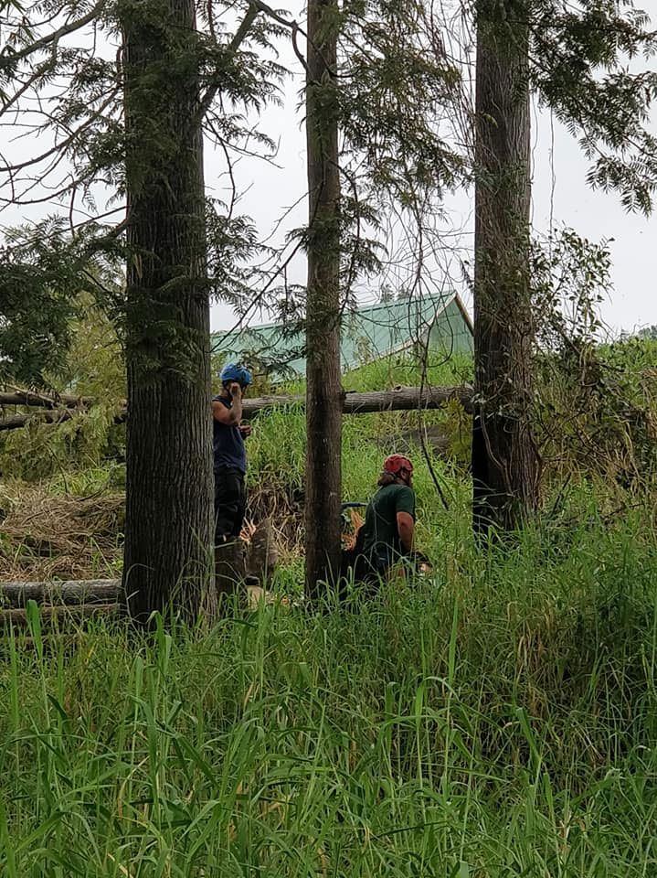 A group of people are standing in a field between two trees.