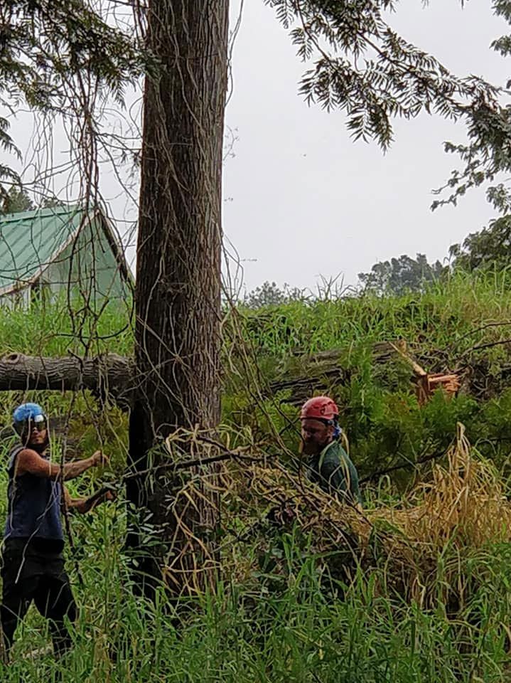 Two men are standing next to a tree in a field.