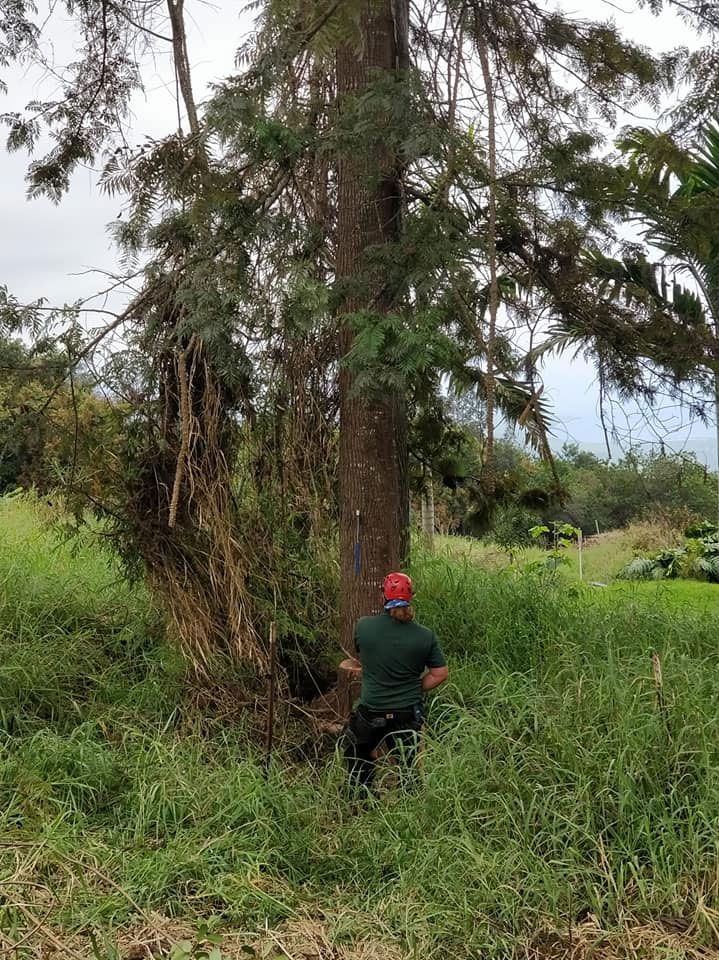 A man is standing next to a large tree in a field.