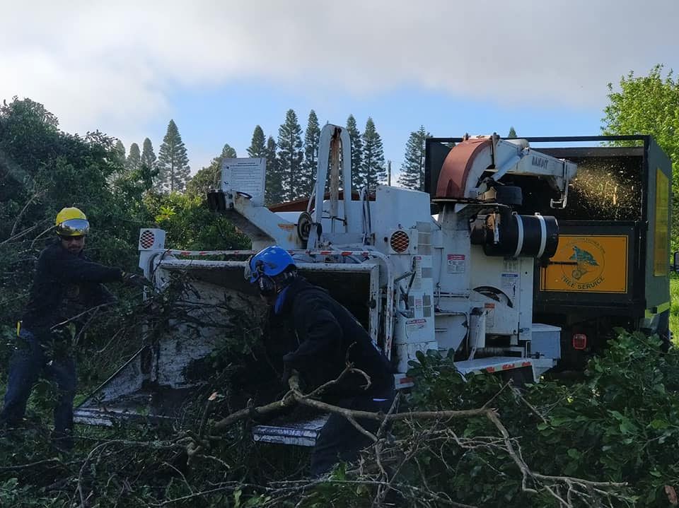A man in a blue helmet is working on a tree chipper