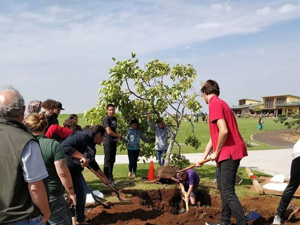 A group of people are digging a hole to plant a tree.