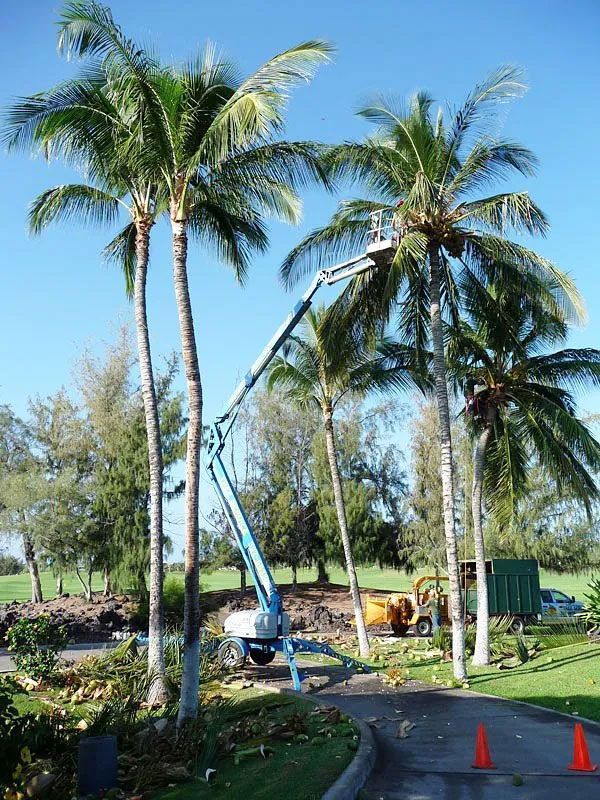 A crane is cutting down palm trees on a golf course