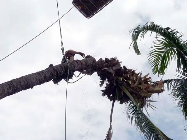 A person is climbing up a palm tree