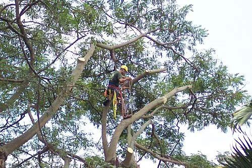 A man is cutting a tree branch with a chainsaw.