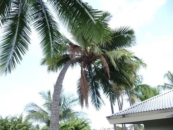A palm tree in front of a house with a white roof