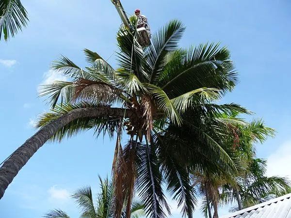 A man is standing on top of a palm tree