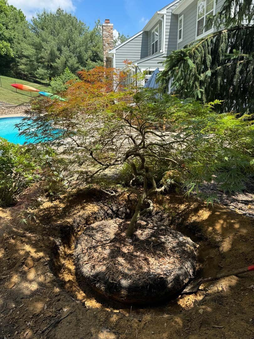 A Japanese maple tree in a freshly dug hole, with a house and pool in the background.