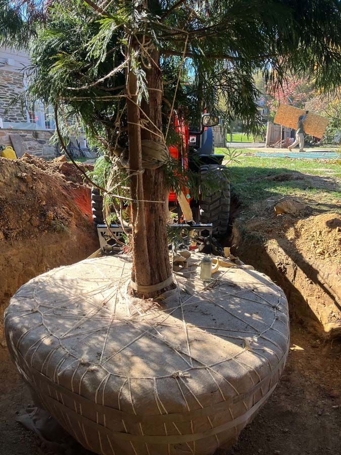 A large tree being replanted, soil surrounds burlap-wrapped roots, an excavator is visible in the background.