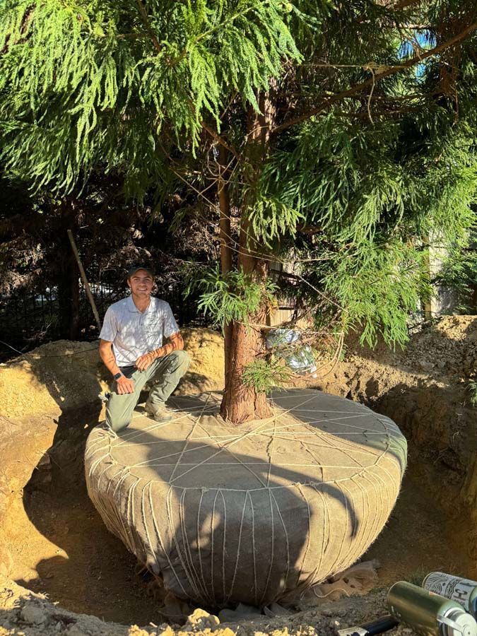 Man kneeling beside a newly planted tree with a burlap-wrapped root ball in a dirt hole. Sunny setting.
