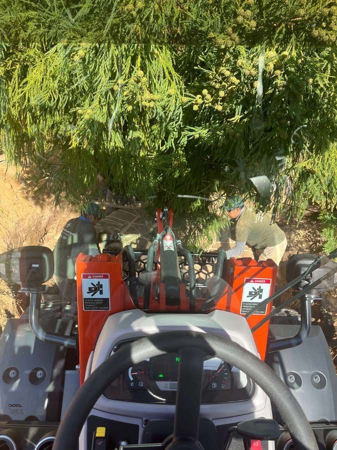 A tractor trimming a tree; a person is driving. Orange and gray colors. Outdoors.