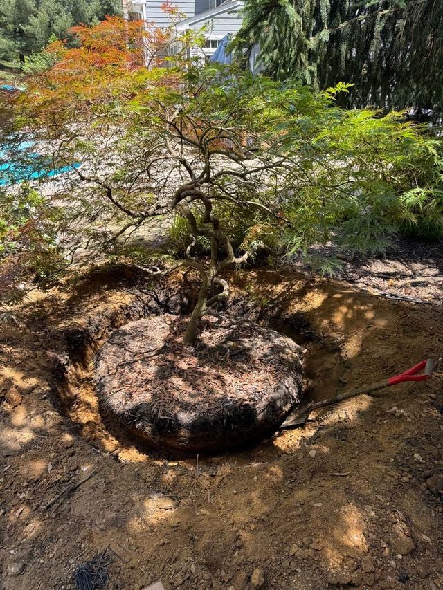 A Japanese maple tree is being planted in a large hole. The tree has red, orange, and green leaves.