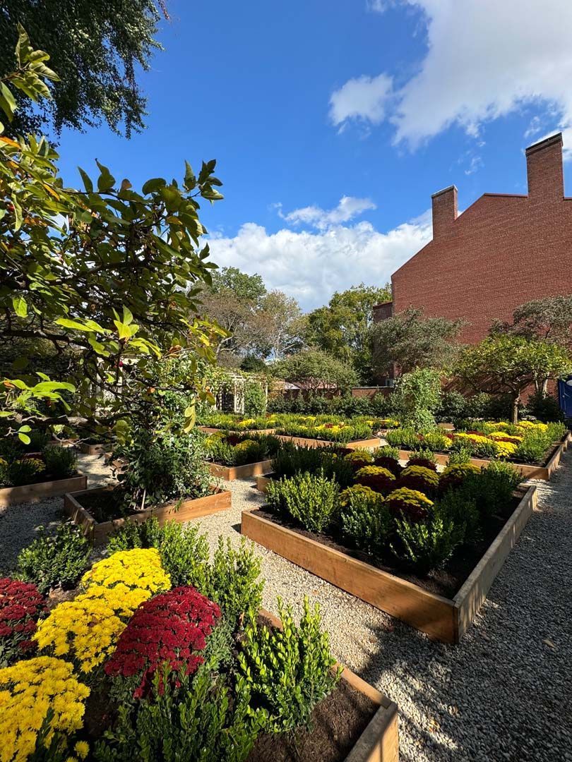 Raised garden beds with colorful mums under a blue sky, brick building in the background.