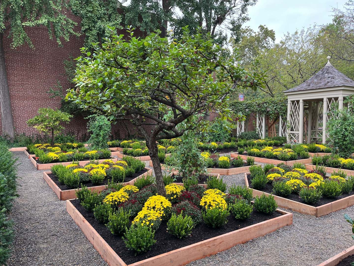 Garden with raised beds, a small tree, and a gazebo. Beds filled with yellow flowers and shrubs.
