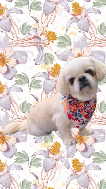 Small cream-colored dog wearing a colorful scarf, sitting on a pastel floral background.