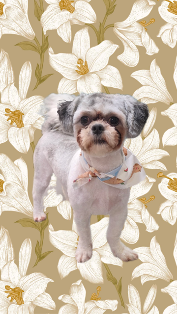 Small gray-and-white dog sitting against a beige floral background