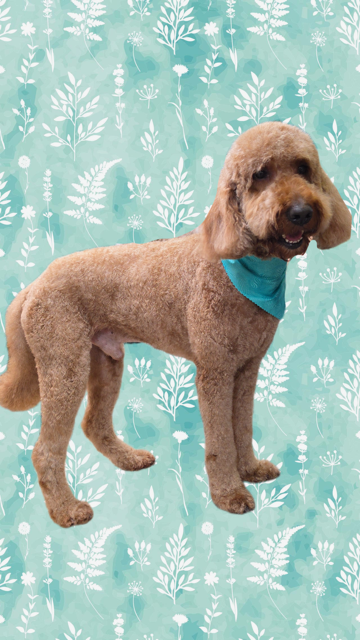 Brown poodle with a teal bandana standing on a teal patterned backdrop