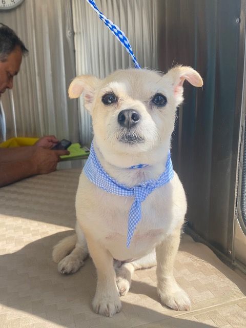 Small white dog wearing a blue harness and leash, sitting on a tiled floor indoors.