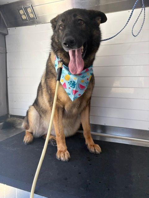 Large dog sitting on a grooming table, wearing a colorful bandana and panting with tongue out