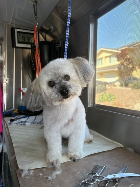 Small white dog standing on a grooming table inside a vehicle, looking at the camera.