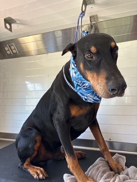 Black and tan dog with blue bandana sitting on a grooming table indoors