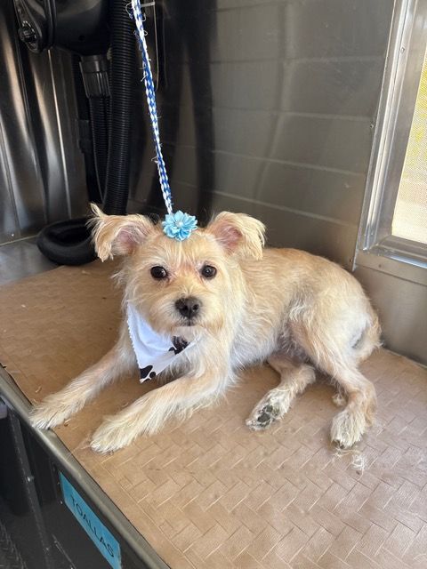 Small tan dog with a blue bow lying on a bench indoors near a window.