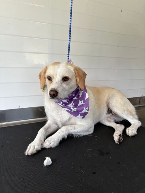 Cream-colored dog with purple bandana лежing on a black floor in a white room, on a blue leash