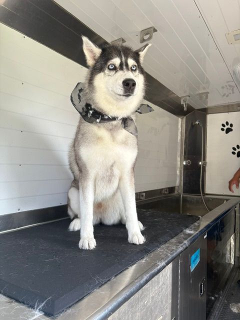Husky sitting alert on a raised black platform inside a white dog kennel.