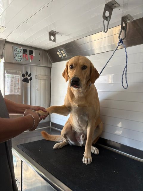 Golden retriever sitting on a grooming table, shaking hands with a person in a grooming van.