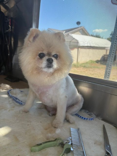 Small fluffy tan dog sitting on a tabletop by a window, with grooming tools nearby.