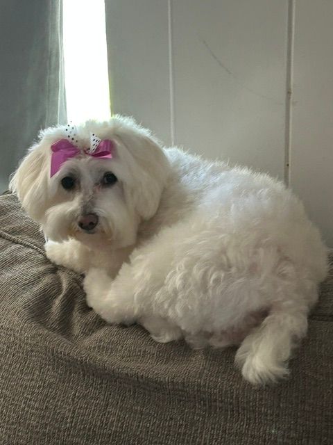 Small white dog with a pink bow lounging on a gray couch by a window.