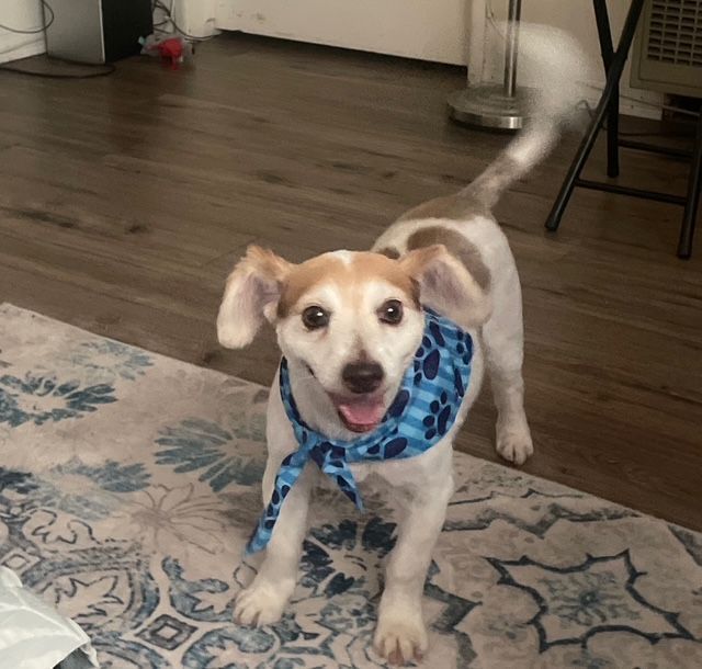 Small dog in a blue sweater standing indoors on a rug, tail wagging and looking at the camera.