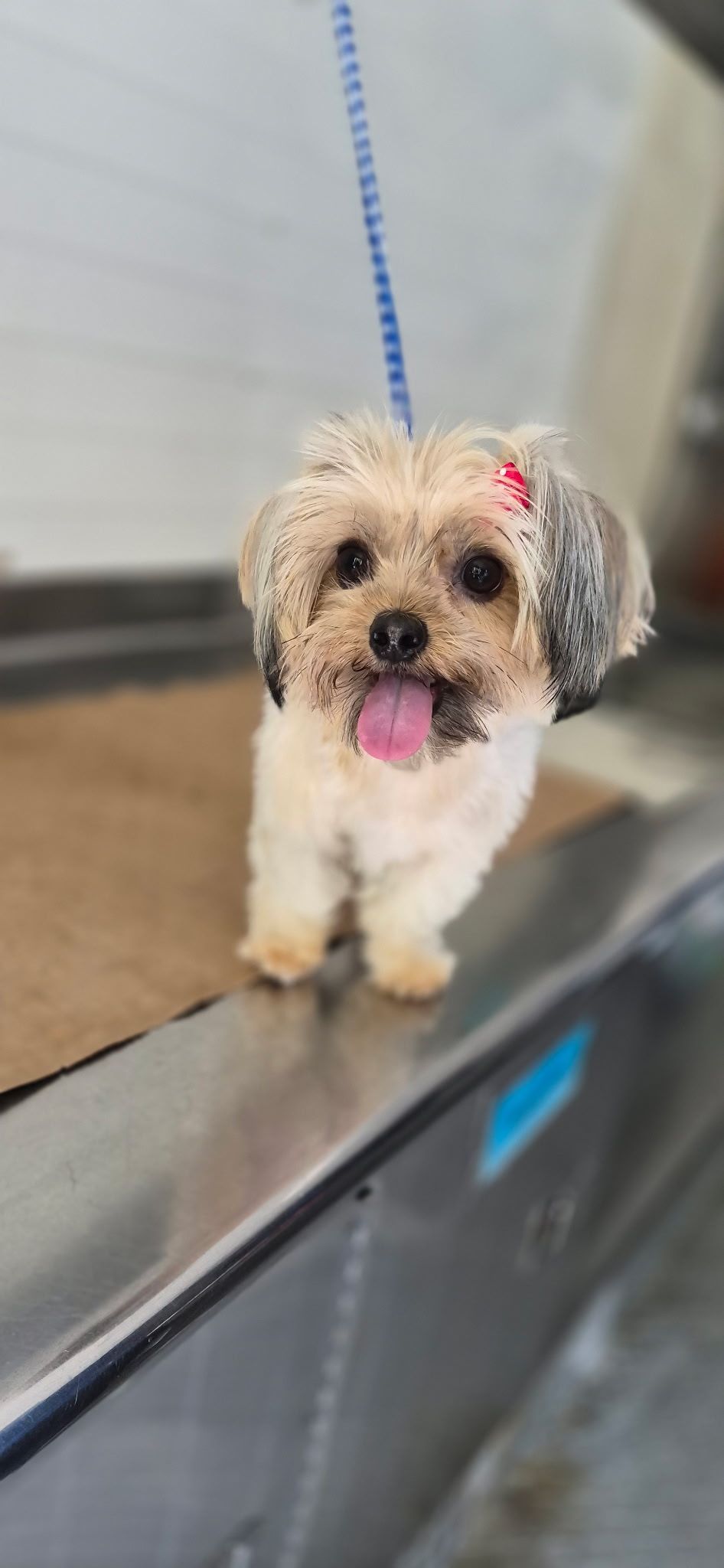 Small fluffy tan-and-white dog with a blue leash standing on a metal grooming table