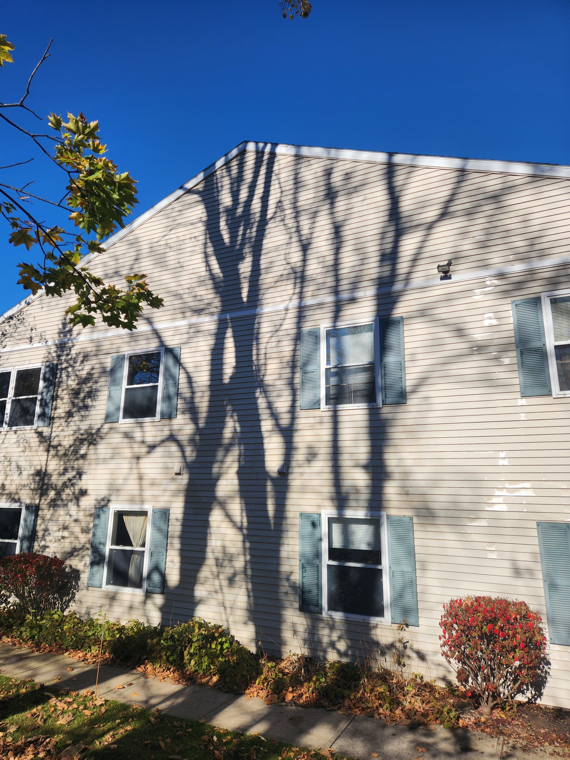 The shadow of a tree is cast on the side of a house