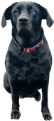 Black Labrador retriever sitting against a black background, wearing a red collar.