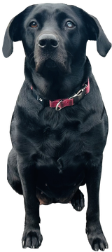 Black Labrador retriever sitting against a black background, wearing a red collar.