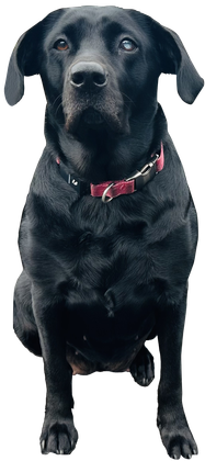 Black Labrador retriever sitting against a black background, wearing a red collar.