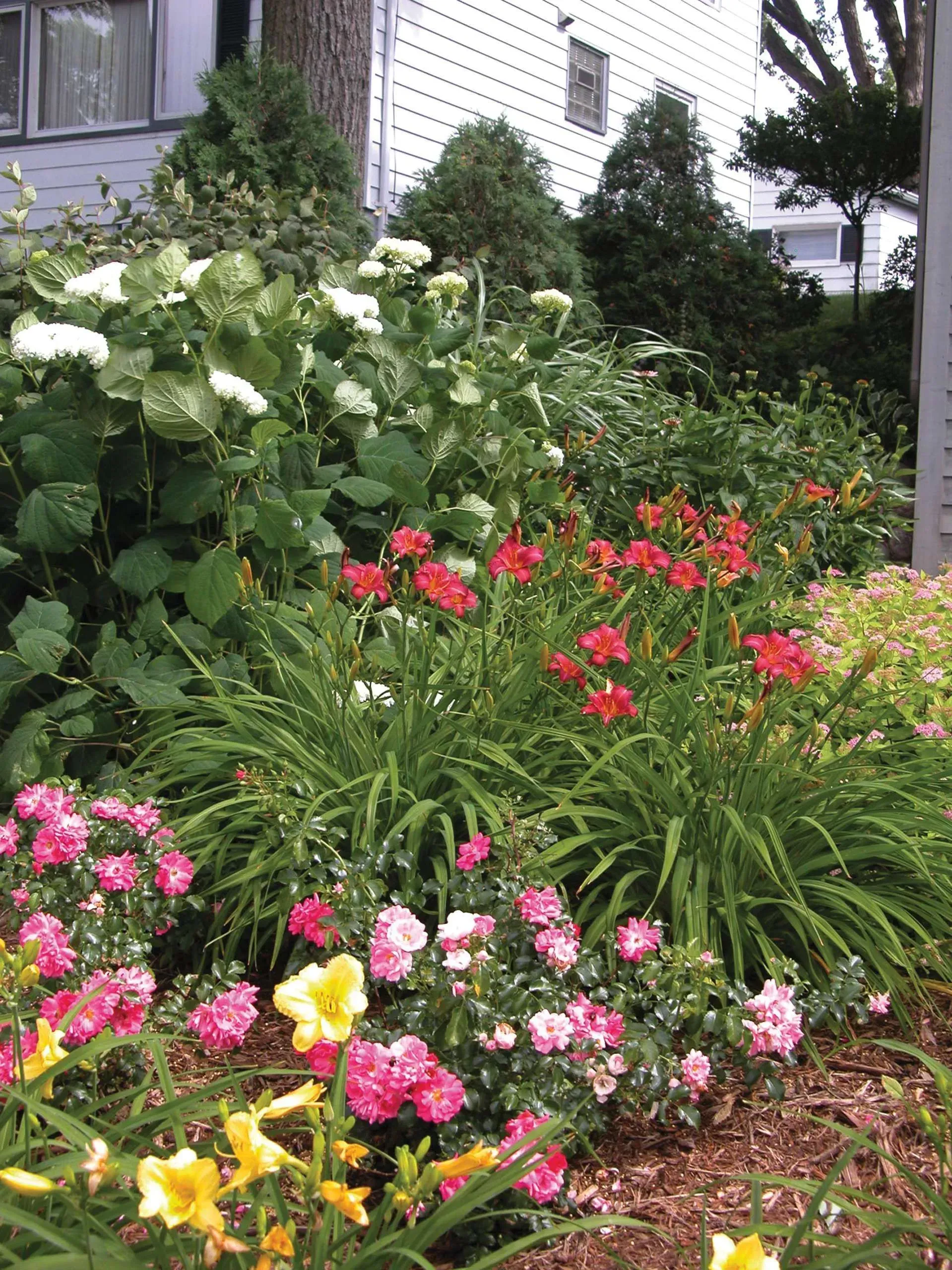 A colorful garden with red and pink flowers, surrounded by green foliage, in front of a white building.