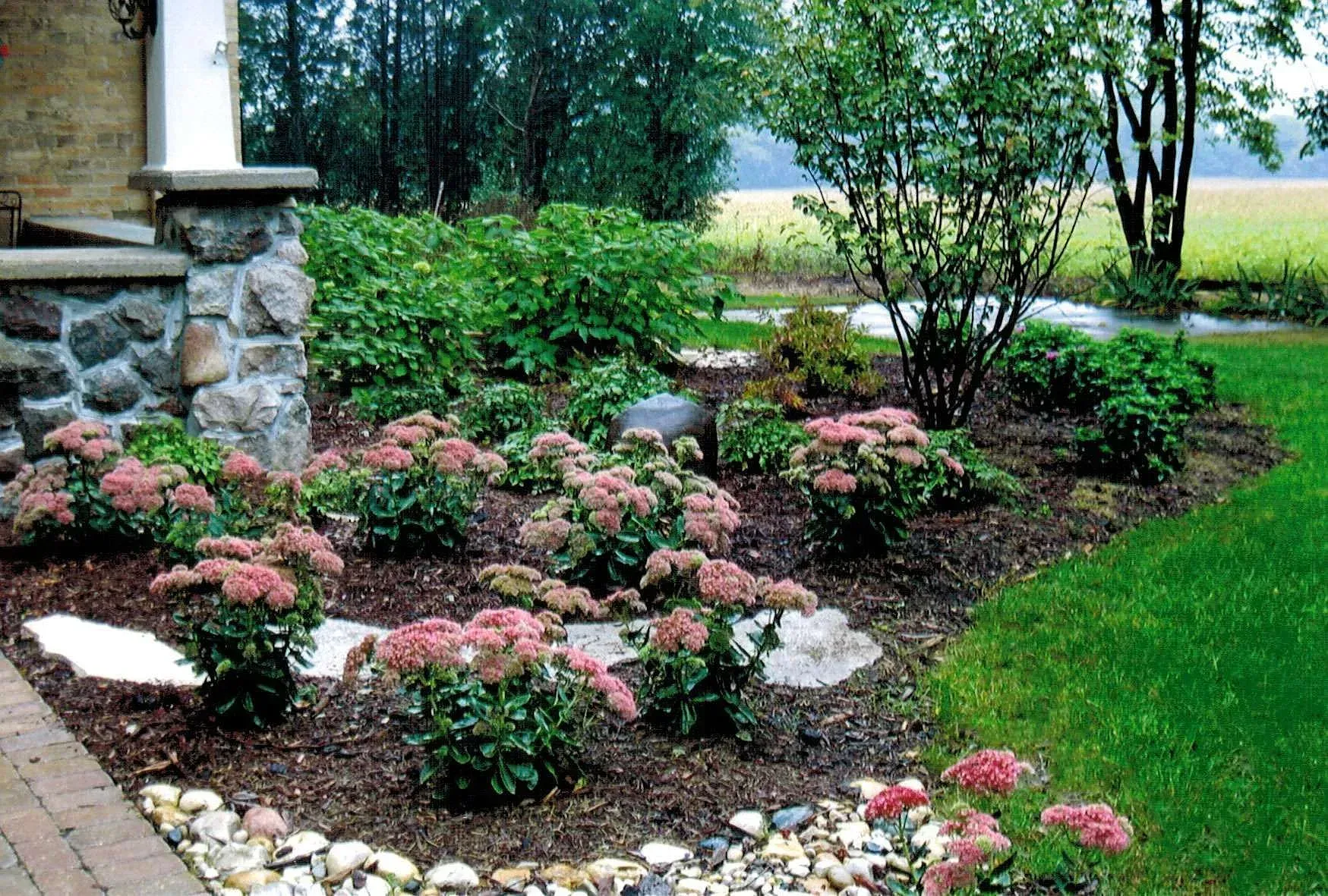 Garden bed with pink flowering plants, rocks, and a green lawn.