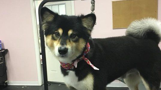 Pet grooming