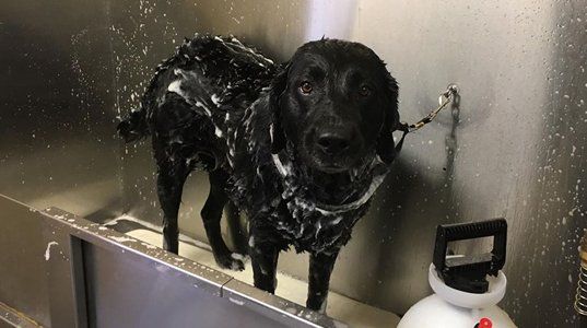 Black dog